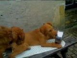 Un Irish Terrier joue avec sa gamelle