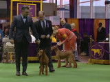 Des Terriers Irlandais à une exposition canine