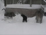 2 Irish Wolfhounds jouent avec un labrador dans la neige