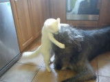 Un Irish Wolfhound se laisse enquiquiner par un chat