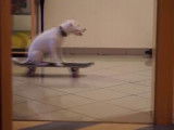 Une compilation de séquences drôles avec le Jack Russell