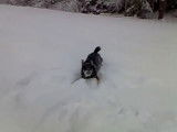 Un chien Jämthund joue et aboie dans la neige
