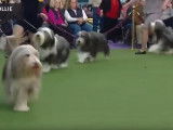 Le Bearded Collie à un concours de beauté