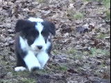 Des chiots Bearded Collie pleins d'énergie