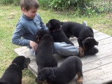 Jeux entre des chiots Beauceron et des enfants