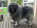 Ky, le chien Keeshond excité quand il joue