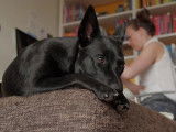 Une chienne Kelpie Australien qui aime les balades et le sport