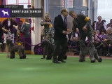 Des Kerry Blue Terrier lors d'une prestigieuse exposition canine
