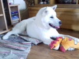 Un chien Kishu Ken joue en appartement