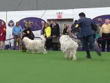 Les Komondor à l'exposition canine la plus prestigieuse des Etats Unis