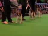Kooikerhondje lors d'une exposition canine