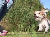 Chien Kromfohrländer de deux ans s'amuse comme un fou