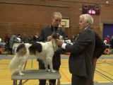 Kromfohrländer à un concours canin