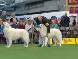 Les Kuvasz lors de la plus célèbre exposition canine