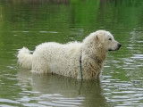 Séance promenade et trempette pour un Kuvasz