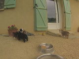 Des chiots Labernois gambadent et jouent dans le jardin