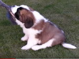 Un chiot Saint-Bernard jouant dans le jardin