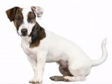 Le monde des expositions canines