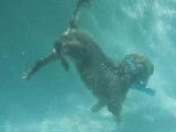 Un Lagotto Romagnolo en apnée au fond de la piscine
