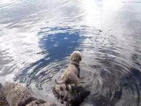 Un Lagotto Romagnolo va récupérer un bout de bois jeté à l'eau