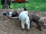 Compilation de chiens Lagotto Romagnolo qui jouent