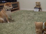 Un Shiba face à des chiens en peluche