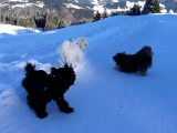 Balade en montagne pour des Terriers Tibétains