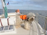 Un Terrier Tibétain qui a le pied marin