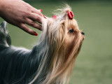 Chien d'exposition : les 20 races de chiens les plus populaires en expositions canines