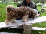 Découverte de l'agility pour deux Tibetan Terrier