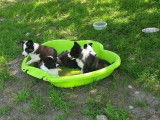 Des chiots Laïka de Yakoutie se rafraîchissent dans une bassine