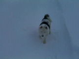 Un chiot Laïka de yakoutie joue dans la neige et la mange