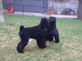 Partie de jeu pour un couple de Terriers Noirs Russes