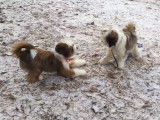 Deux Terriers Tibétains en train de jouer