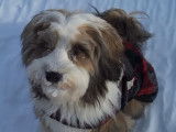 Un Tibetan Terrier en balade dans la neige