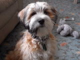 Séance d'obéissance pour un jeune Tibetan Terrier