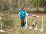Un Vallhund Suédois apprenant l'agility