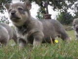 Partie de jeu entre des Vallhunds Suédois