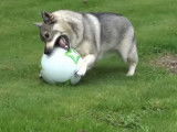 Un Berger Suédois jouant au ballon