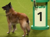 Un Berger Belge Tervueren gagne un premier prix Crufts