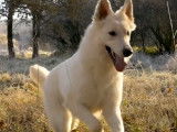 Magnifiques images d'un Berger Blanc Suisse dans une forêt