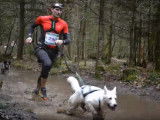 Un Berger Blanc Suisse en compétition de canicross