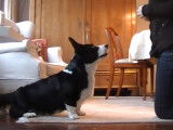 Séance d'obéissance d'un Welsh Corgi Cardigan