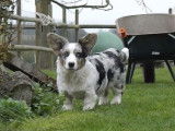 Un Welsh Corgi Cardigan fait le fou dans le jardin