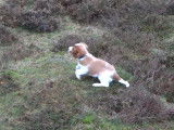 Un chiot Springer Gallois en balade