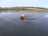 Un Welsh Terrier qui n'a pas peur de se jeter à l'eau