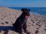 Un Schnauzer Moyen à la plage