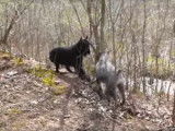 Jeu de bagarre entre deux Schnauzer Moyen