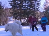 Des Samoyèdes en cani-rando et découverte de l'Alaskan Husky