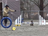 Parcours d'agility pour un Schnauzer Nain